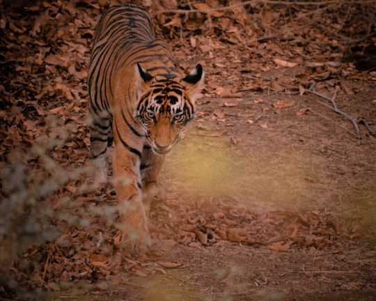 brown and black tiger walking on brown dirt in Ranthambore National Park India