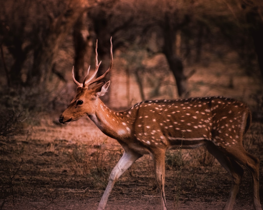 Wildlife photo spot Ranthambore Circle Rajasthan