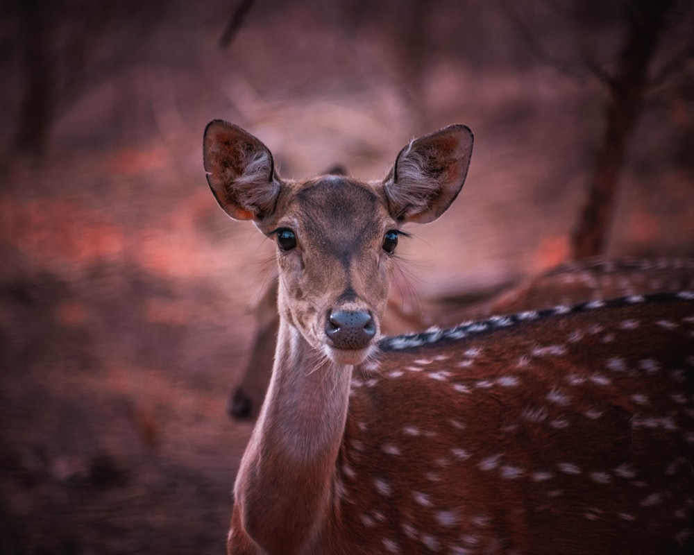 brown and white spotted deer