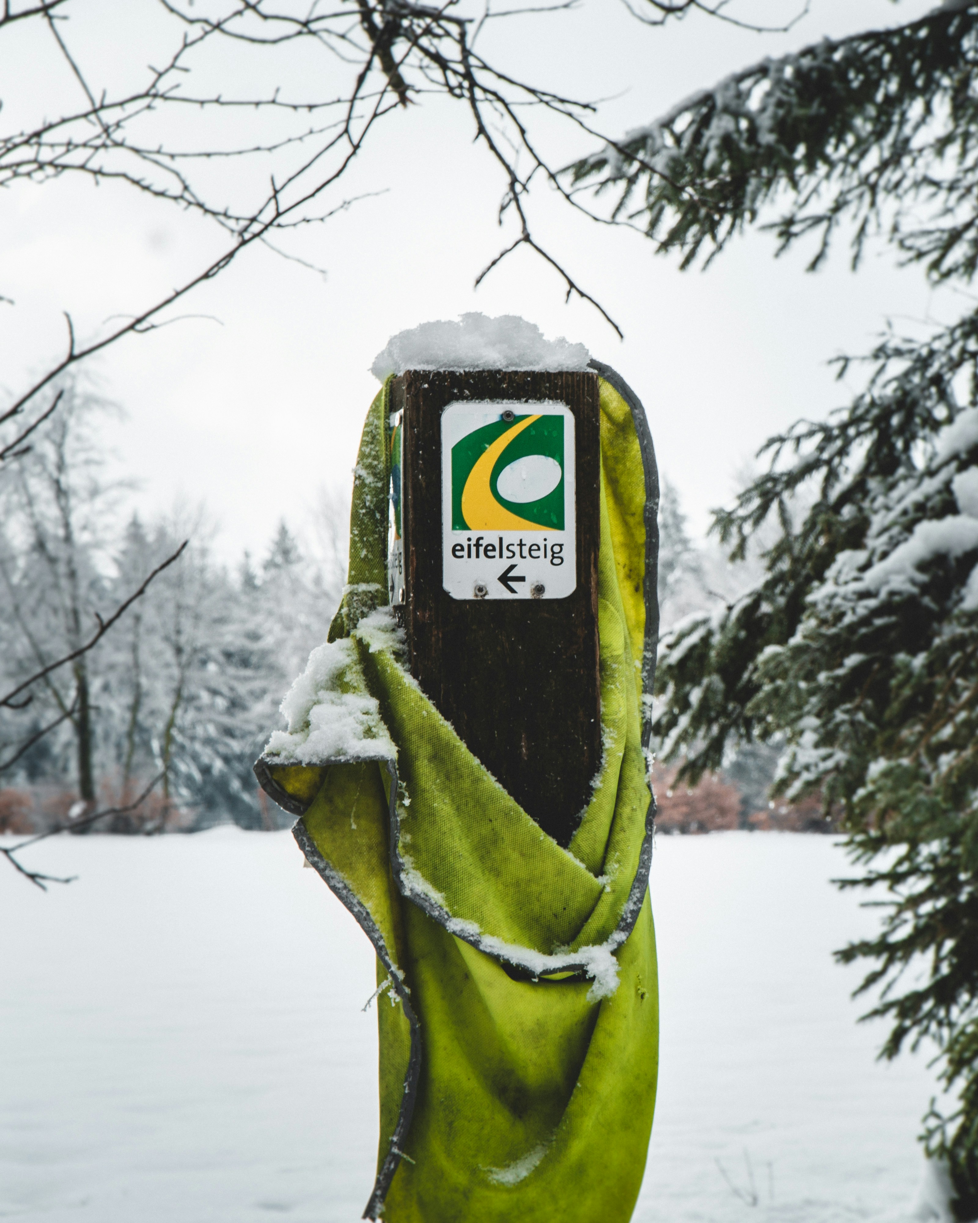 Green and black snow covered tree photo – Free Snow Image on Unsplash