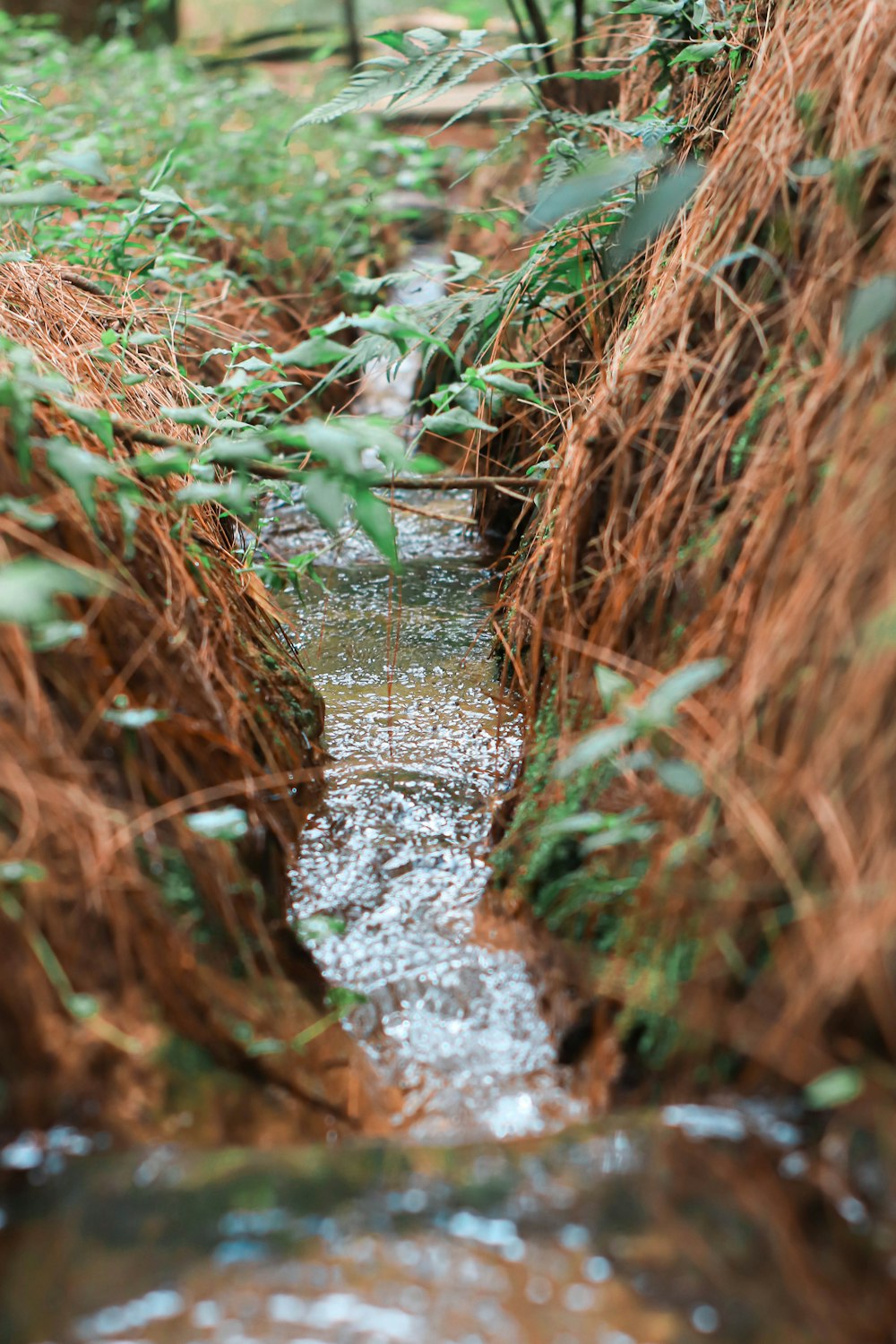 a stream running through a lush green forest