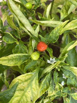 Two small peppers, one red and one green, are growing among dense green leaves with a slight yellow tinge. The leaves exhibit a slightly wrinkled texture and have visible veins. A small white flower is also present near the peppers.