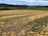 A vast agricultural field with lines of scattered orange pumpkins stretching towards a backdrop of dense green forests and distant mountains under a partly cloudy sky.