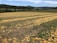 A vast agricultural field with lines of scattered orange pumpkins stretching towards a backdrop of dense green forests and distant mountains under a partly cloudy sky.