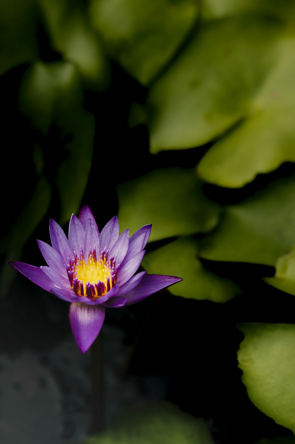 purple waterlily in bloom during daytime