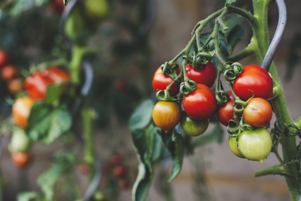 red and green oval fruits