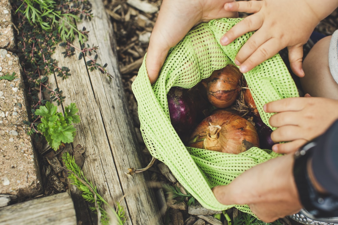 person holding green and brown fruit, Fresh harvest homegrown bio (pesticide- and GMO-free) vegetable onion collect in a