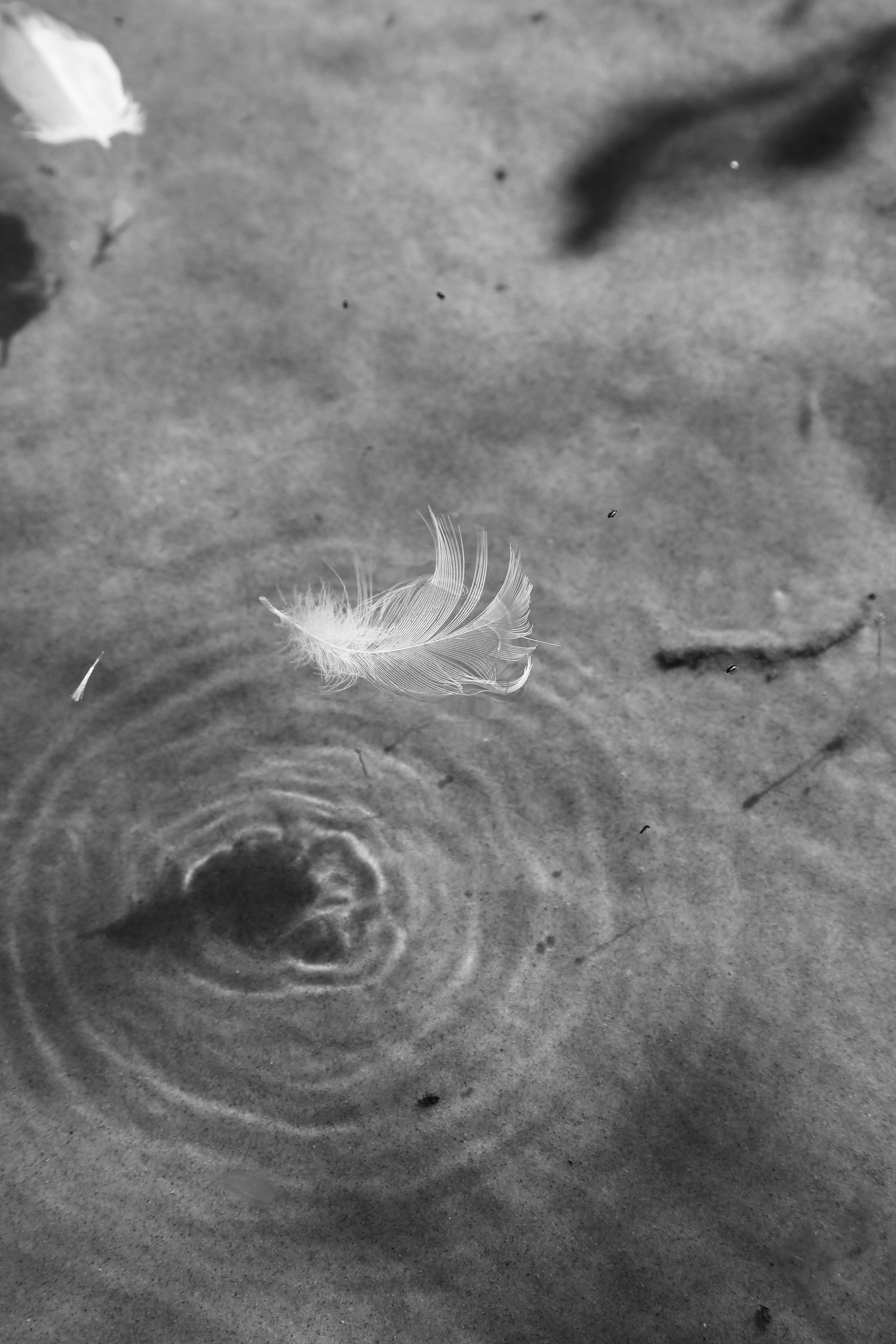white feather on gray concrete floor