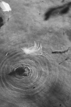 A soft, symbolic image of a feather floating gently in the air, representing lightness and transformation.