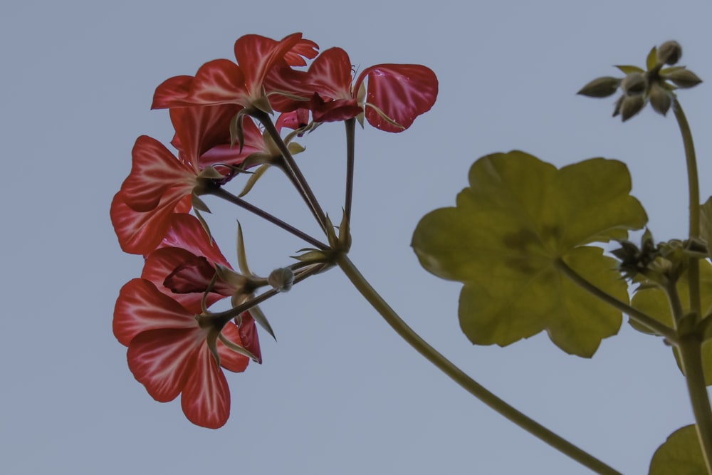 pink and yellow flowers under blue sky during daytime