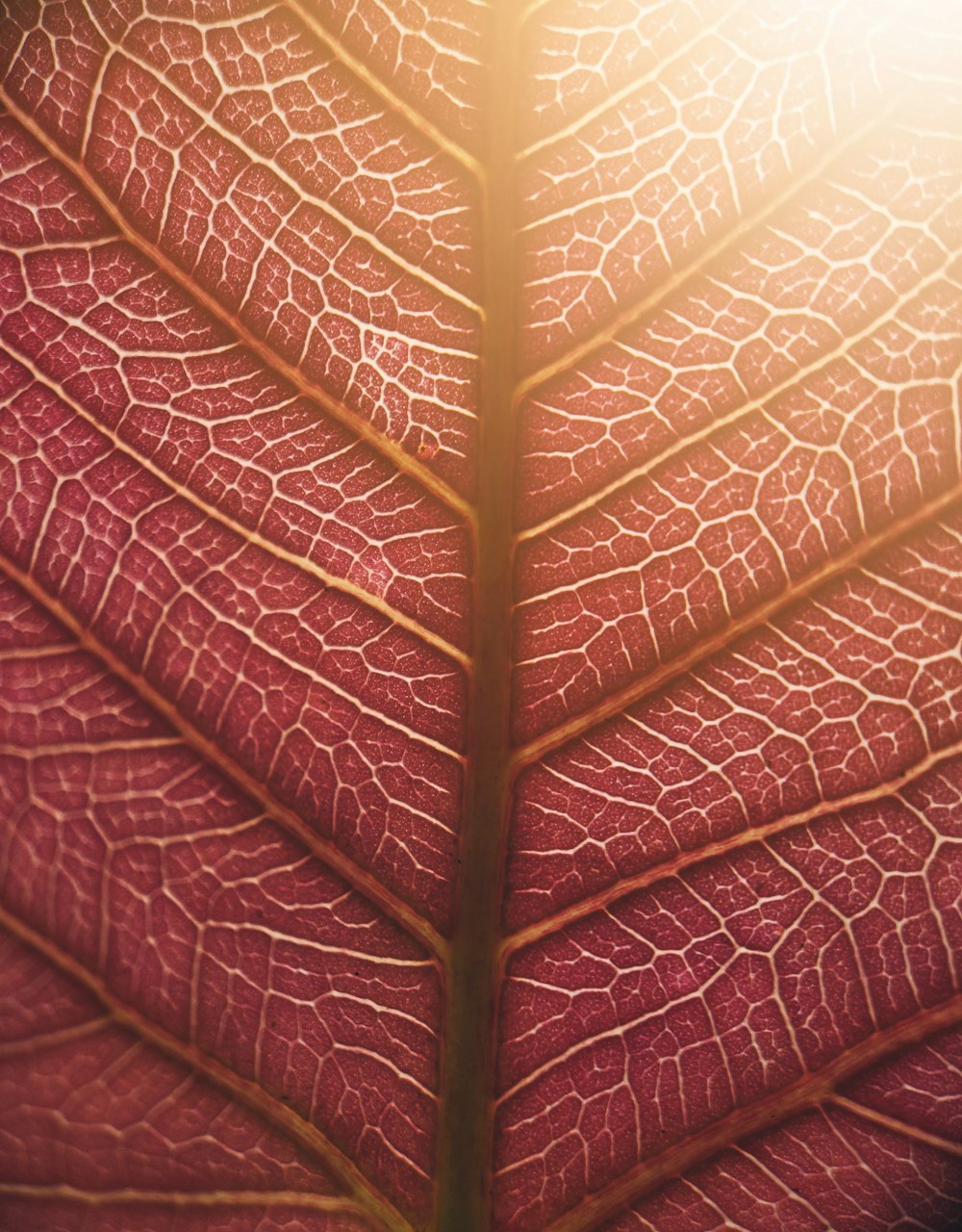 黄色と赤の葉の植物