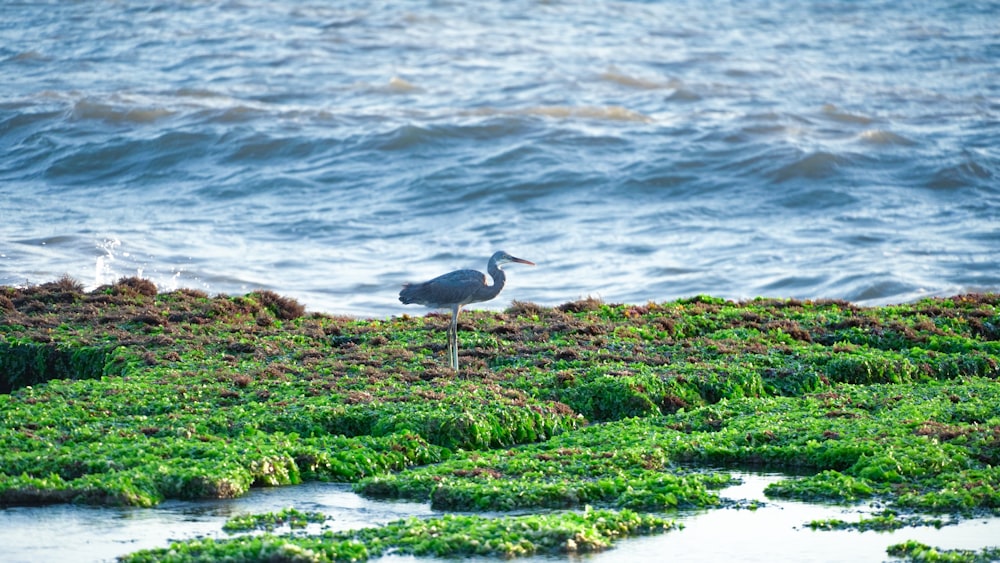pássaro cinzento e branco na grama verde perto do corpo de água durante o dia