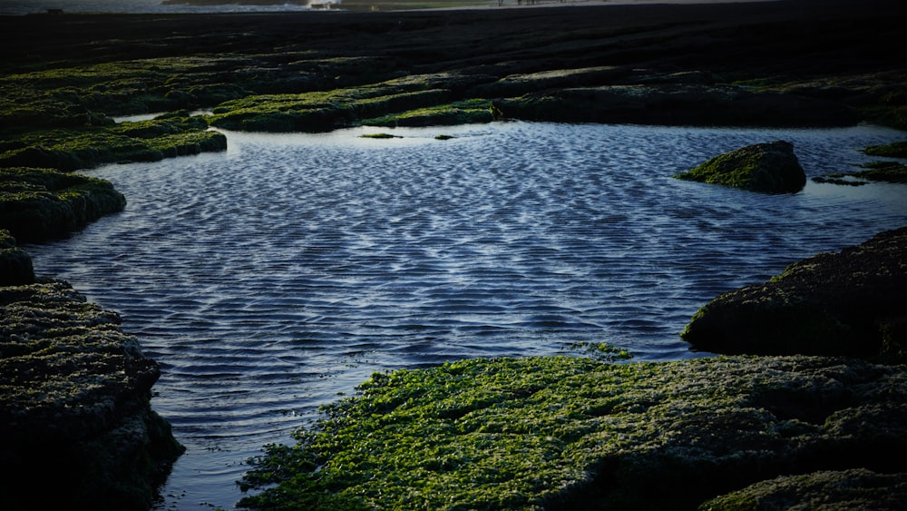 Champ d’herbe verte près d’un plan d’eau pendant la journée