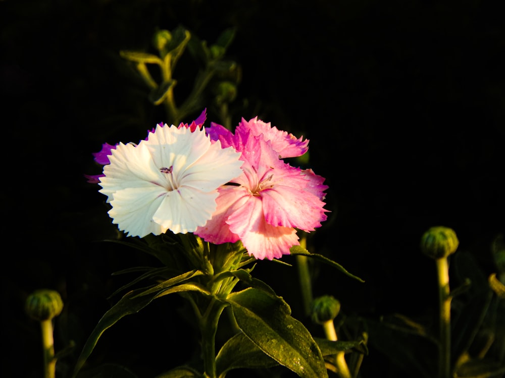 white and pink flower with green leaves