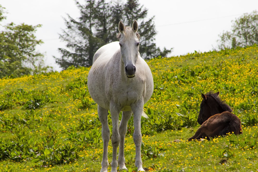 cavallo bianco sul campo di erba verde durante il giorno