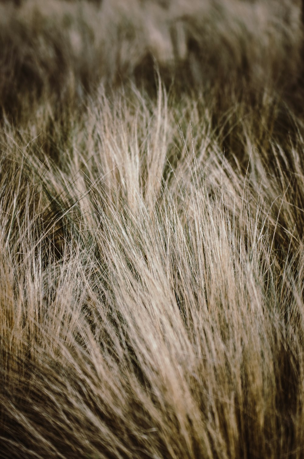 white and brown grass in close up photography