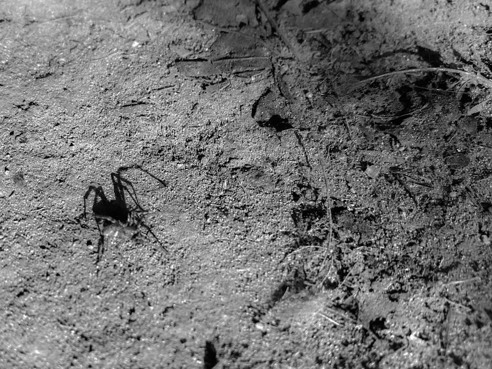 black ant on gray ground