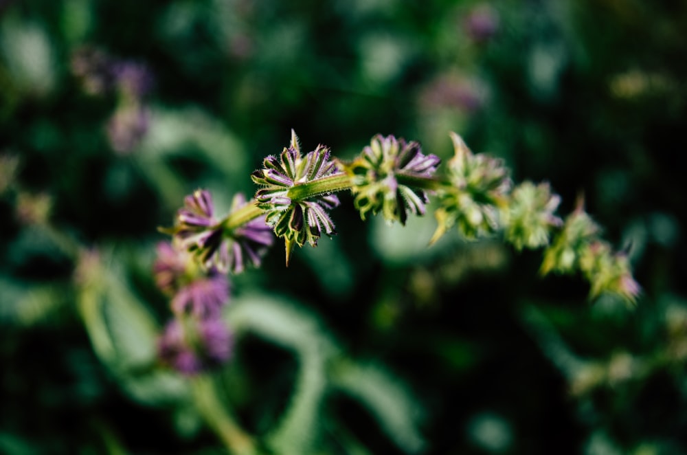 green and purple flower in tilt shift lens