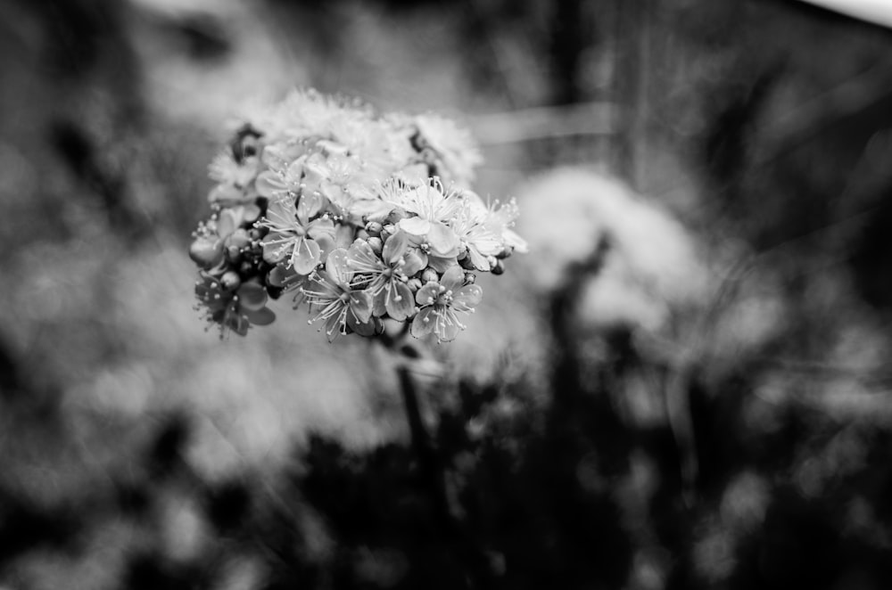 Photo en niveaux de gris de fleur blanche
