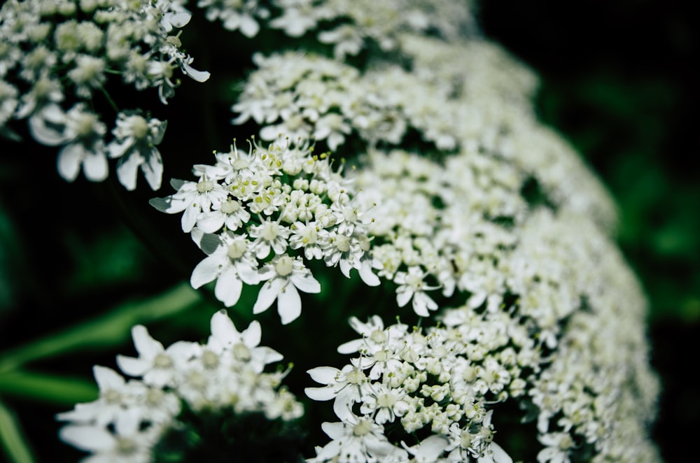 white flowers in tilt shift lens