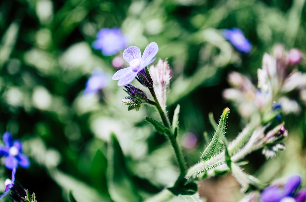 purple flower in tilt shift lens