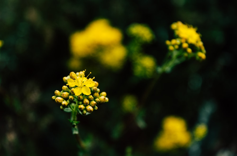 yellow flower in tilt shift lens