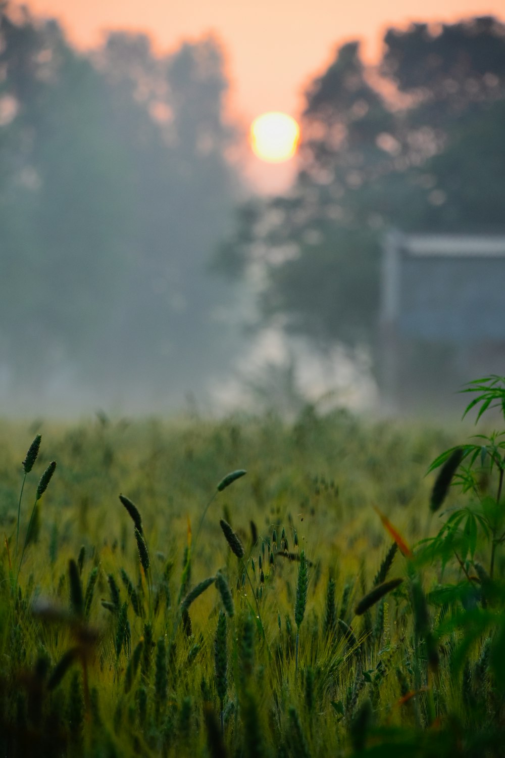 green grass field during daytime