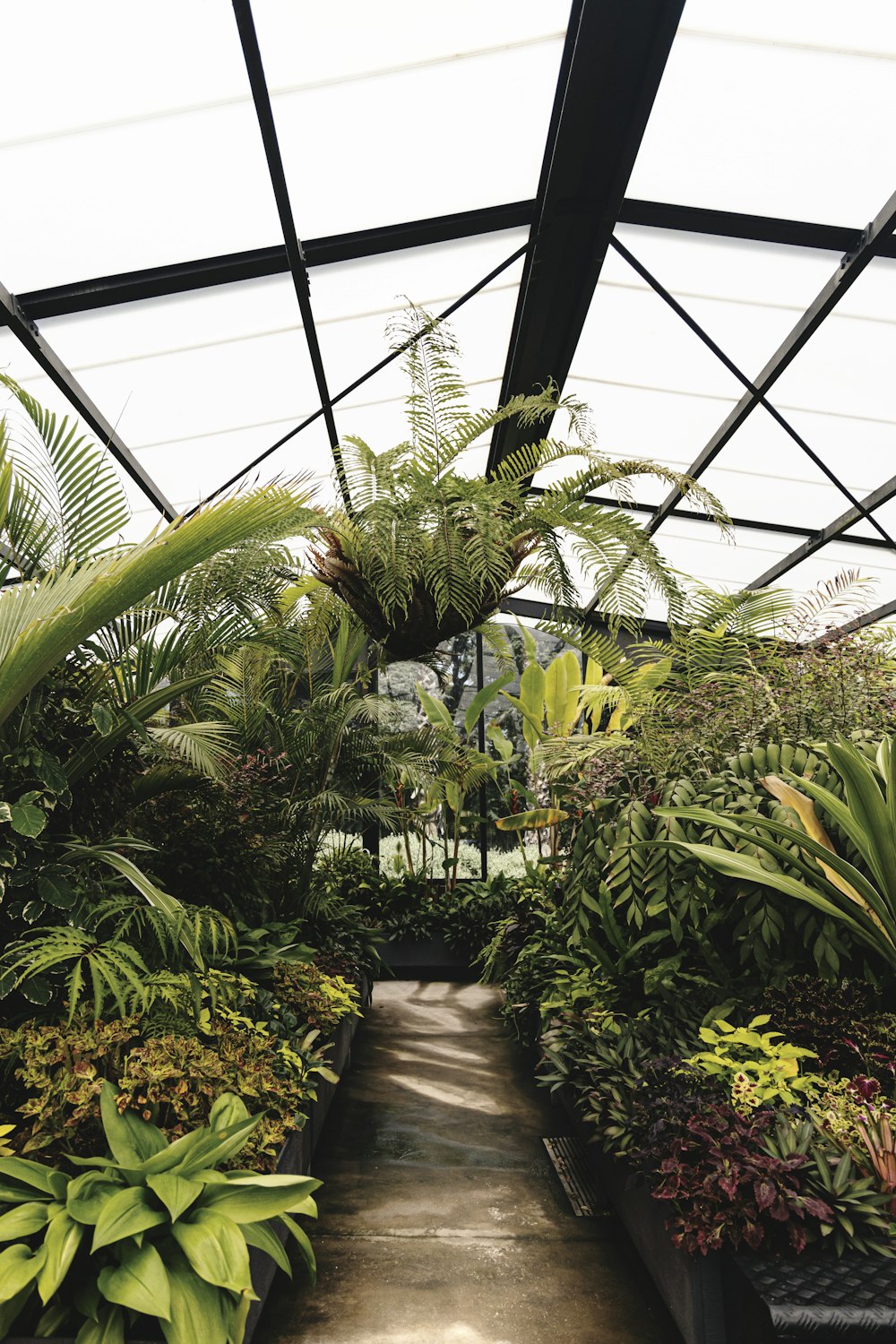 green plants inside greenhouse during daytime