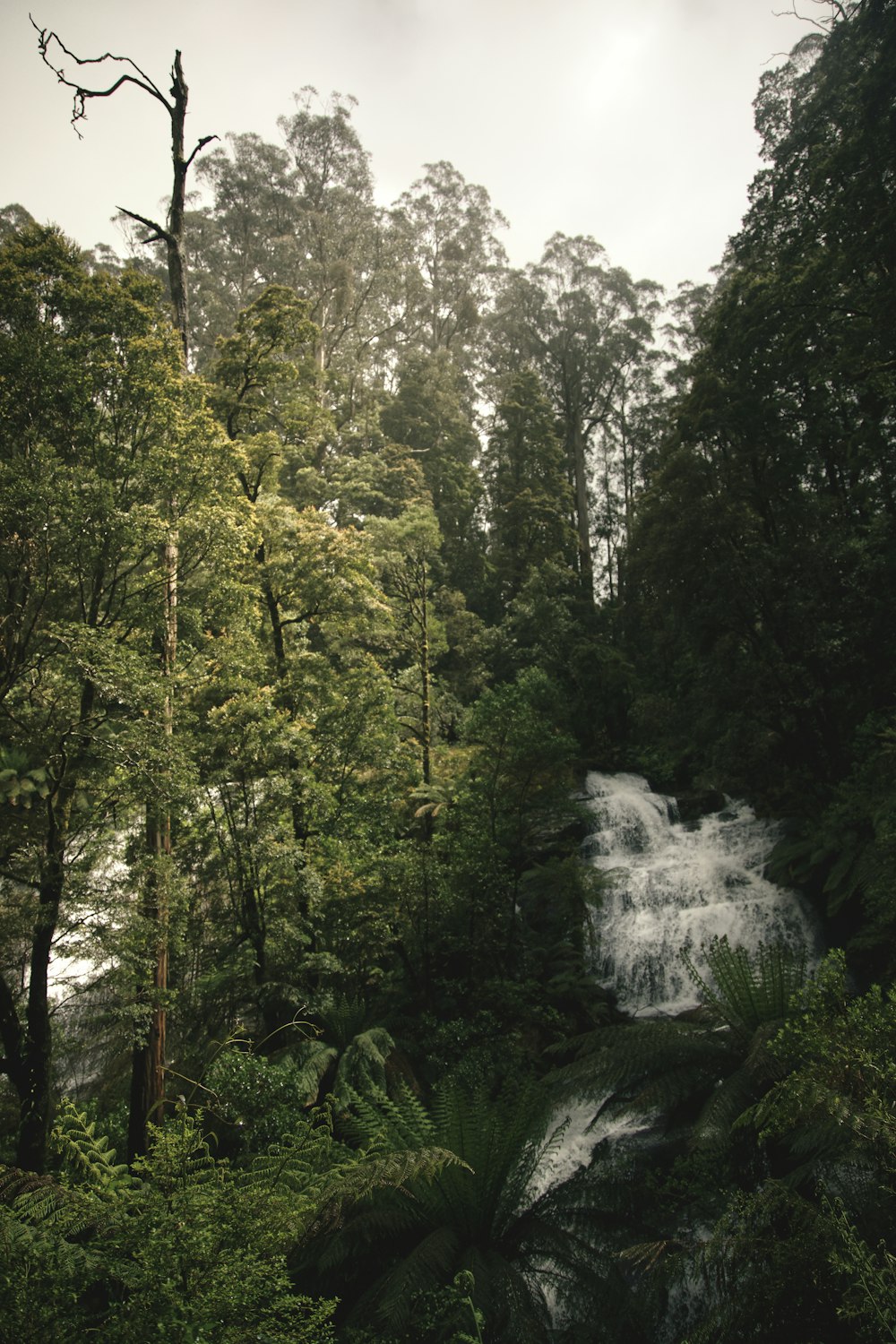 waterfalls in the middle of forest during daytime