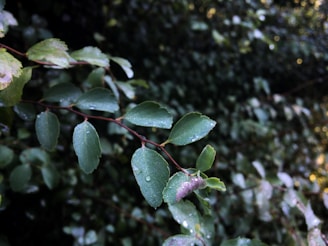 A close-up of green leaves with morning dew drops.
