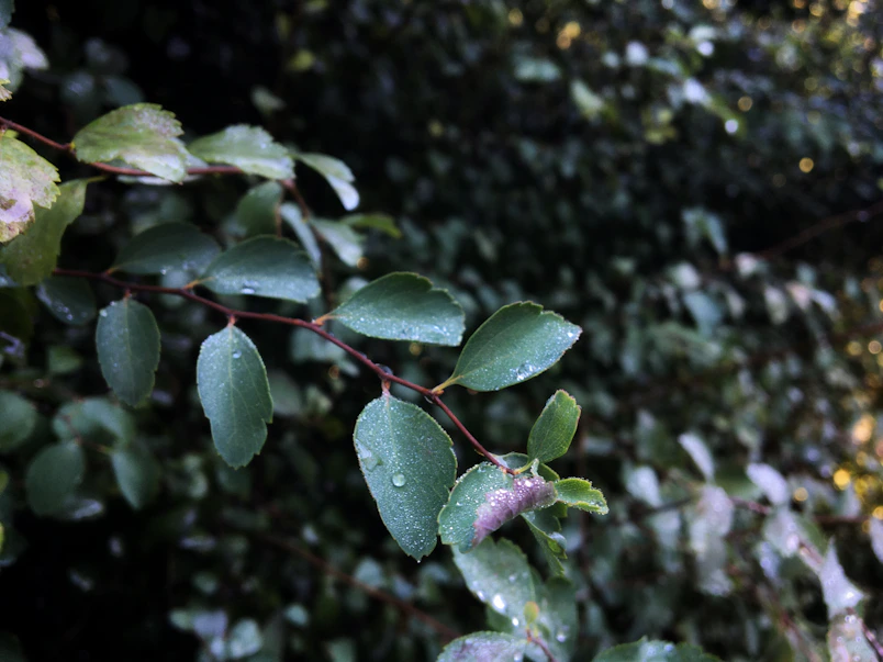 A close-up of dark green leaves with droplets of morning dew, reflecting the earthy tones of the brand.
