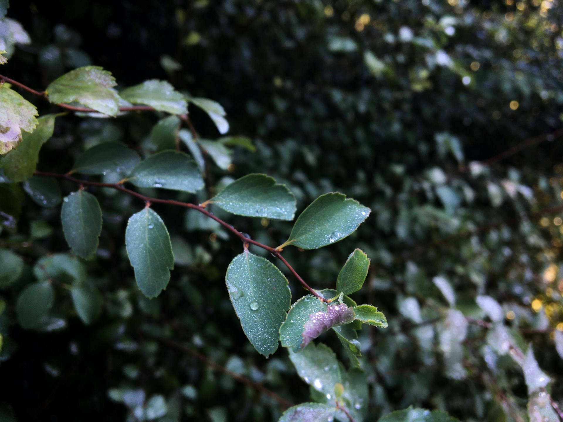 A close-up of dew-covered green leaves in a quiet forest, capturing the delicate texture and fresh morning light.