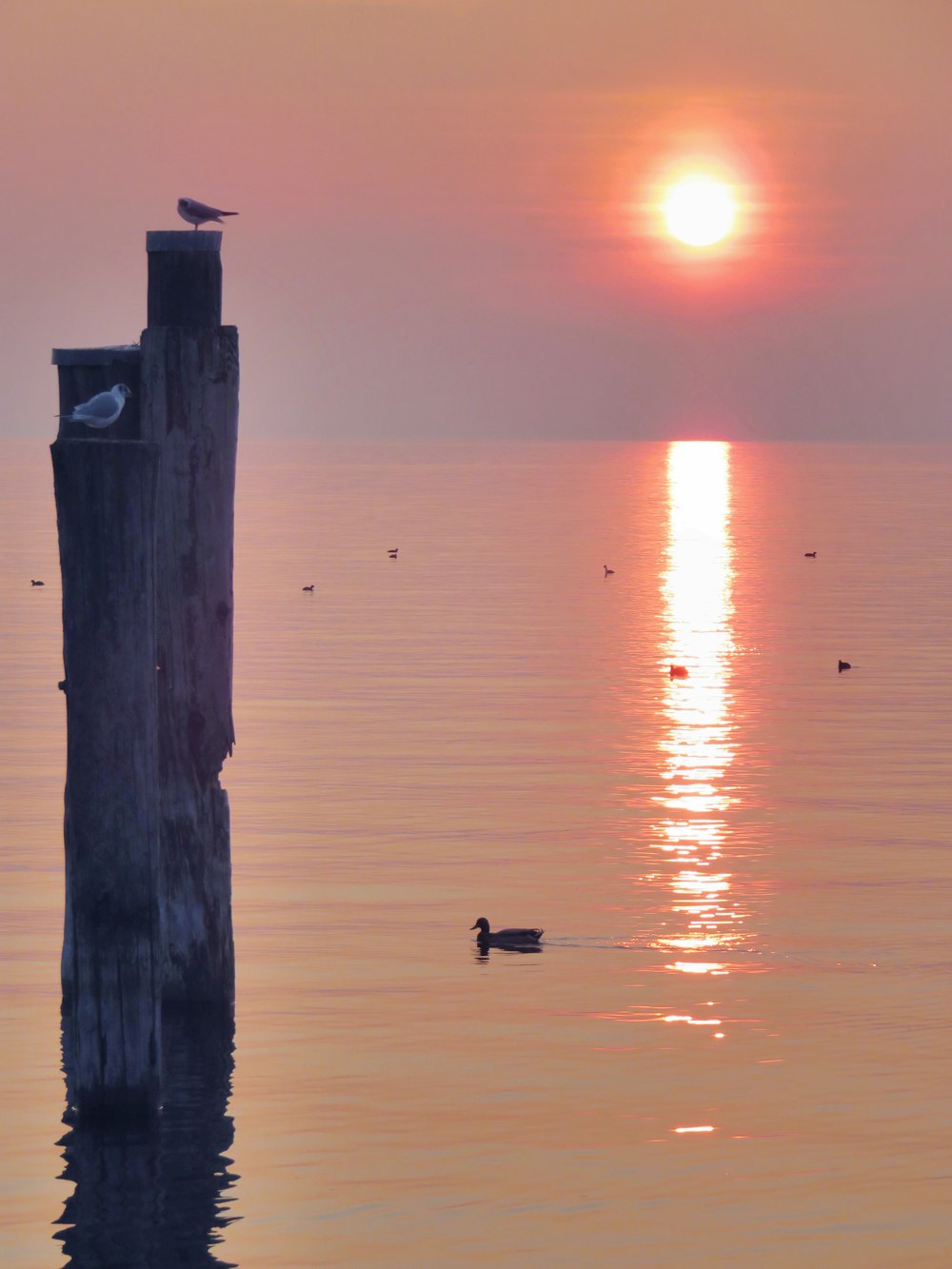 birds on sea during sunset