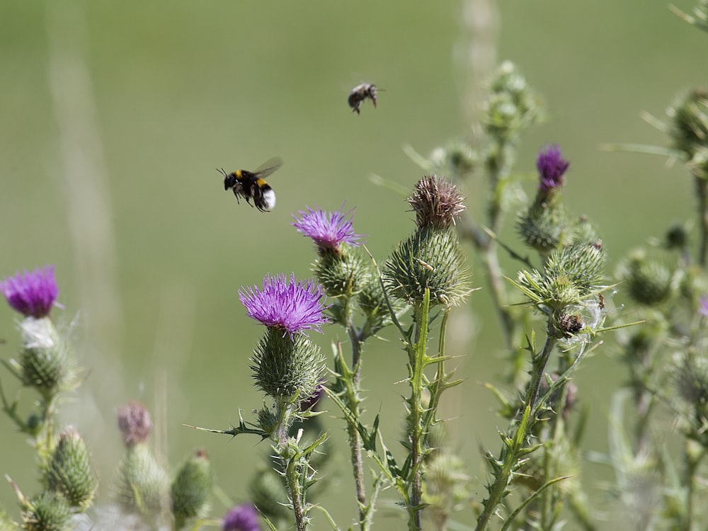 purple flower with bee on top