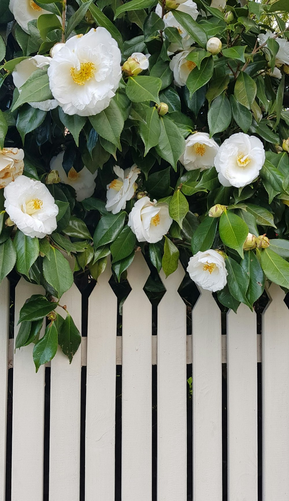 weiße Blüten mit grünen Blättern