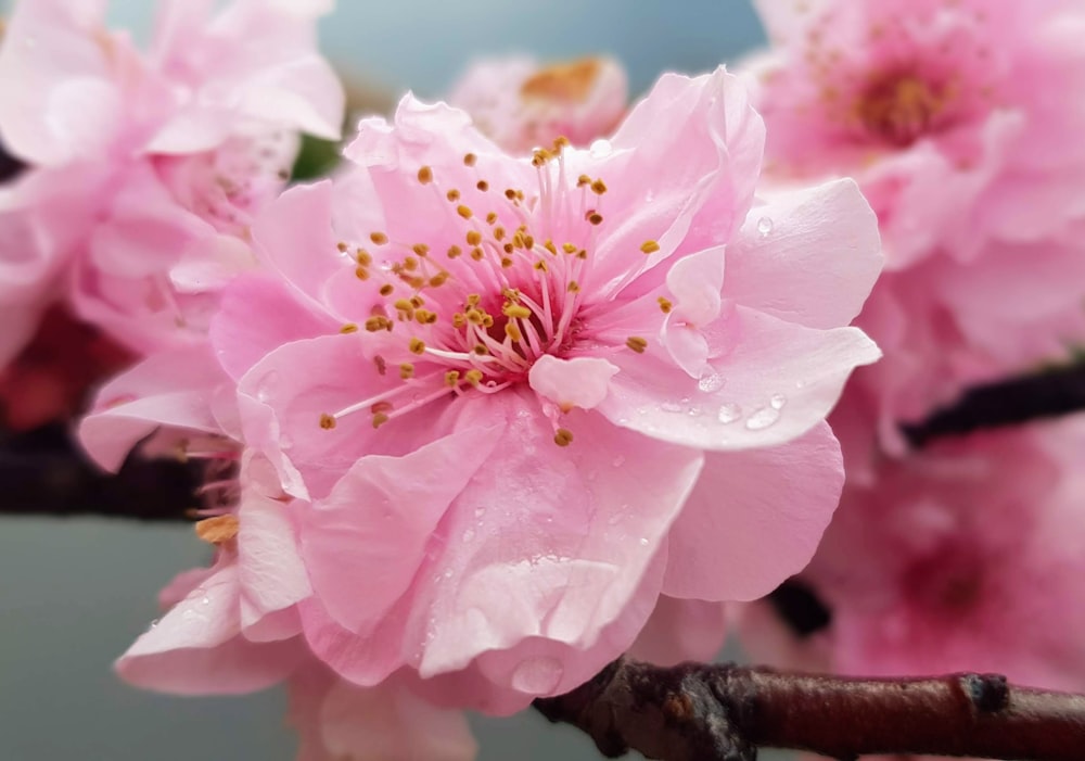 pink and white flower in macro shot