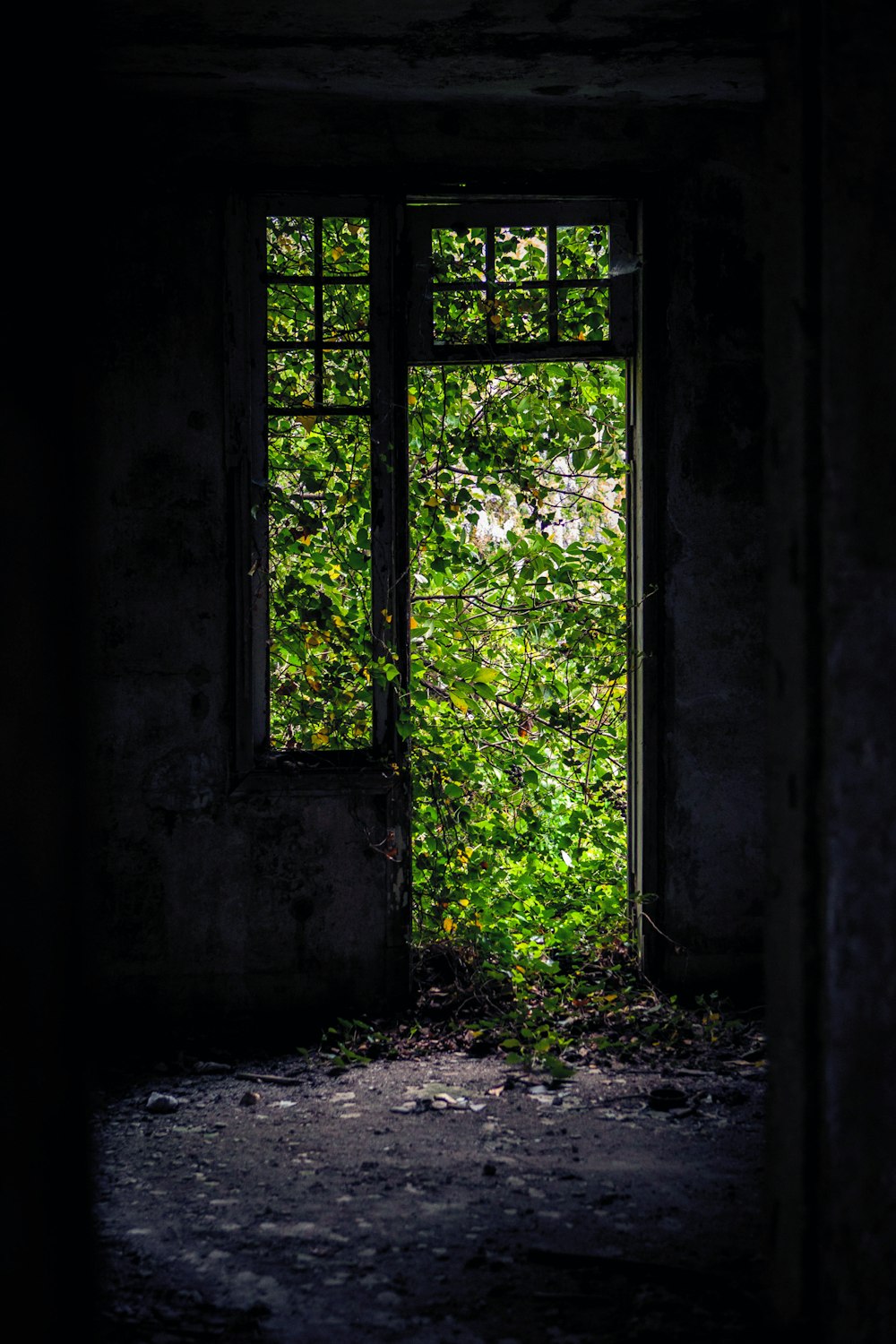 green leaf plants on window