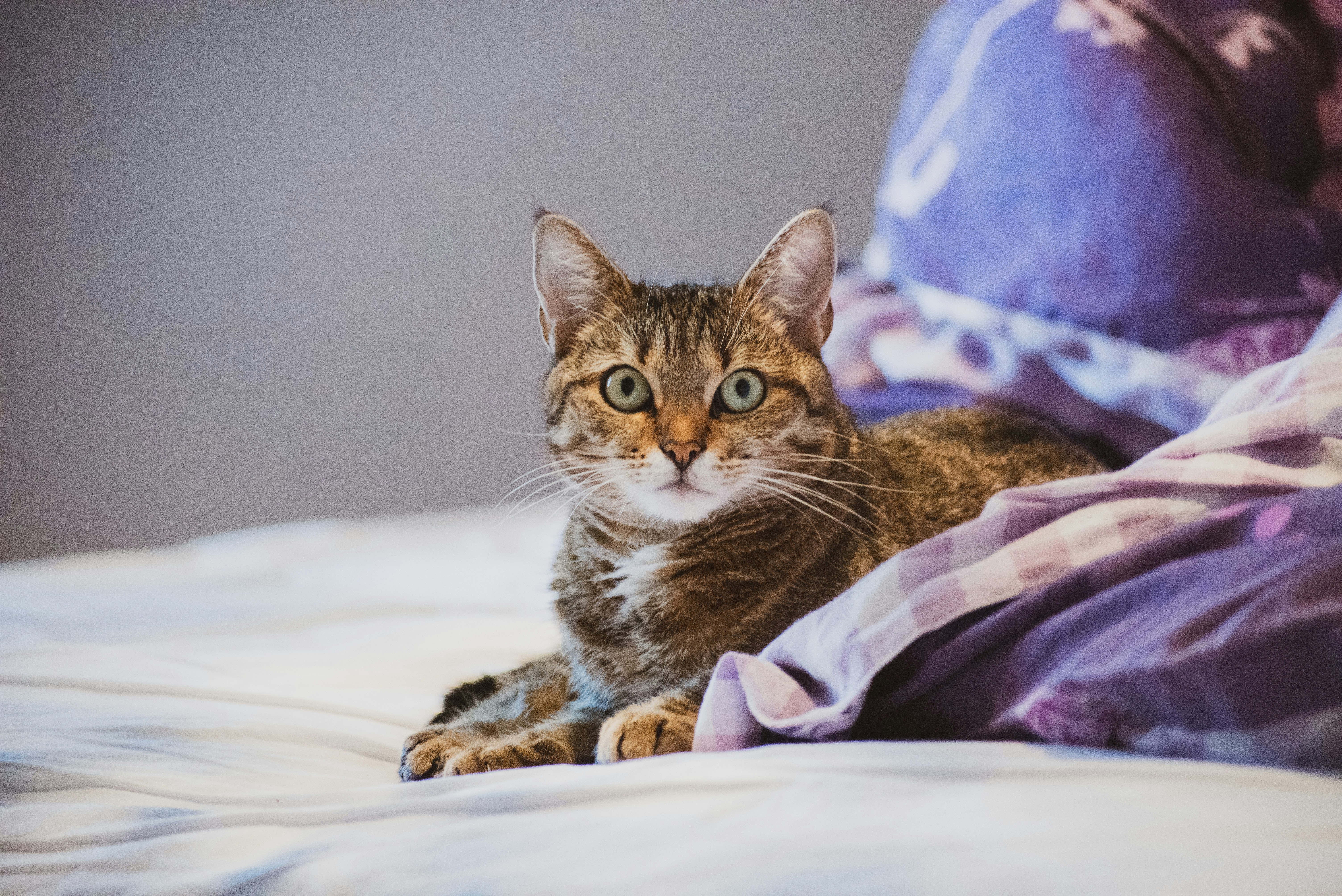 brown tabby cat on white textile