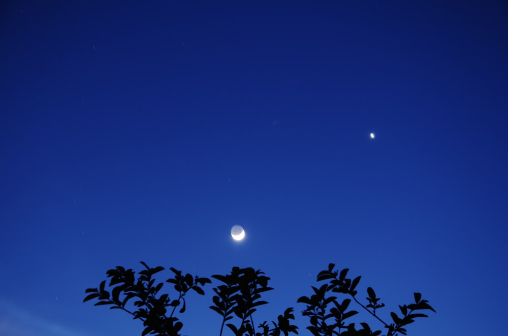 silhueta de plantas sob o céu azul durante a noite