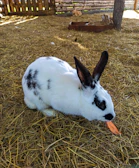 A rescued rabbit nibbling on fresh vegetables in a cozy pen.