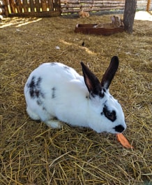 A white and black-spotted rabbit is eating a carrot while sitting on a bed of hay inside a wooden enclosure. In the background, another rabbit rests inside a wooden box.