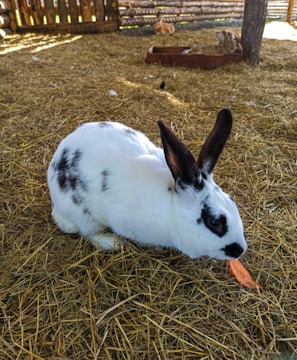 A white and black-spotted rabbit is eating a carrot while sitting on a bed of hay inside a wooden enclosure. In the background, another rabbit rests inside a wooden box.