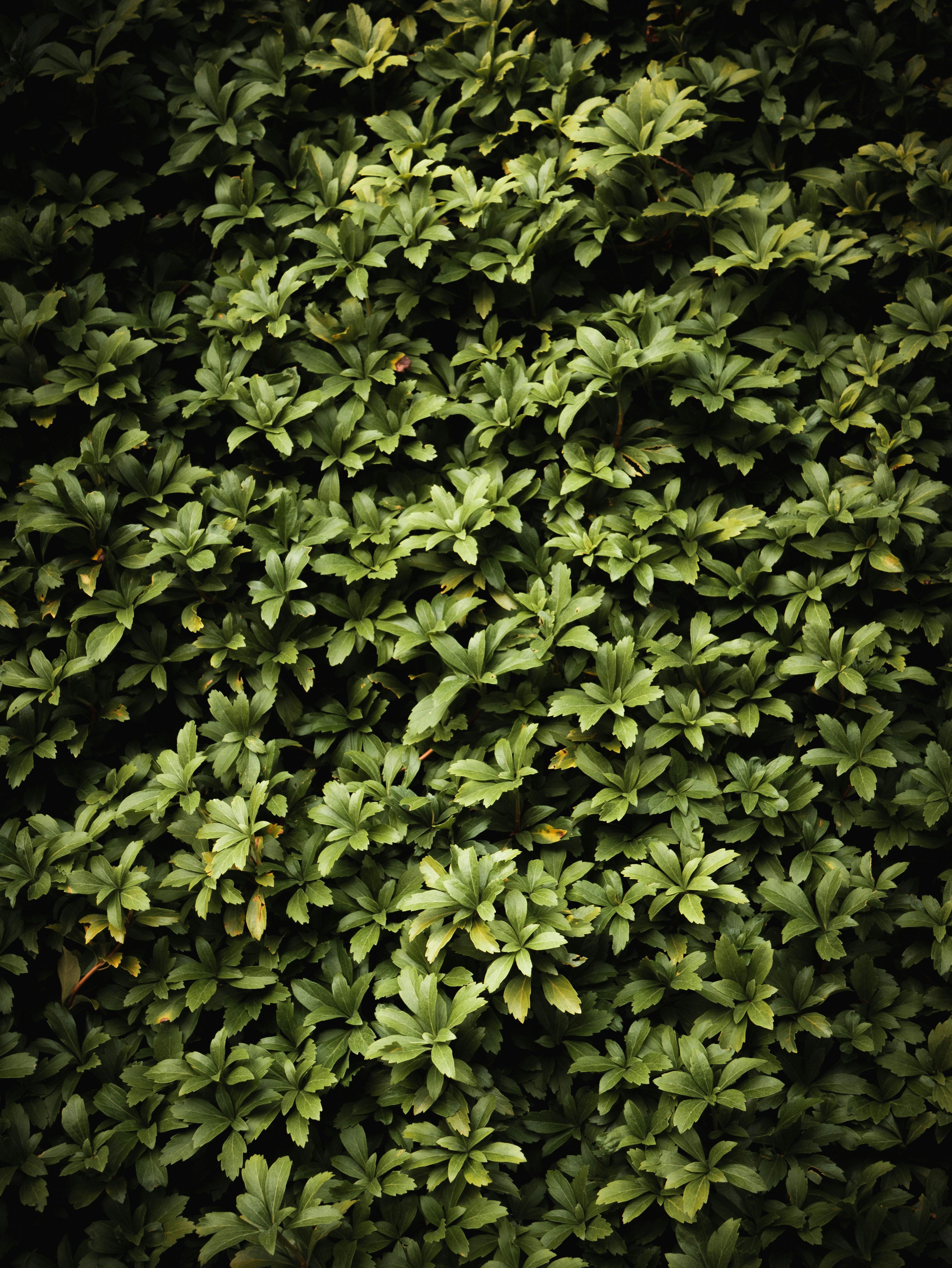 Photo by juliusdrost