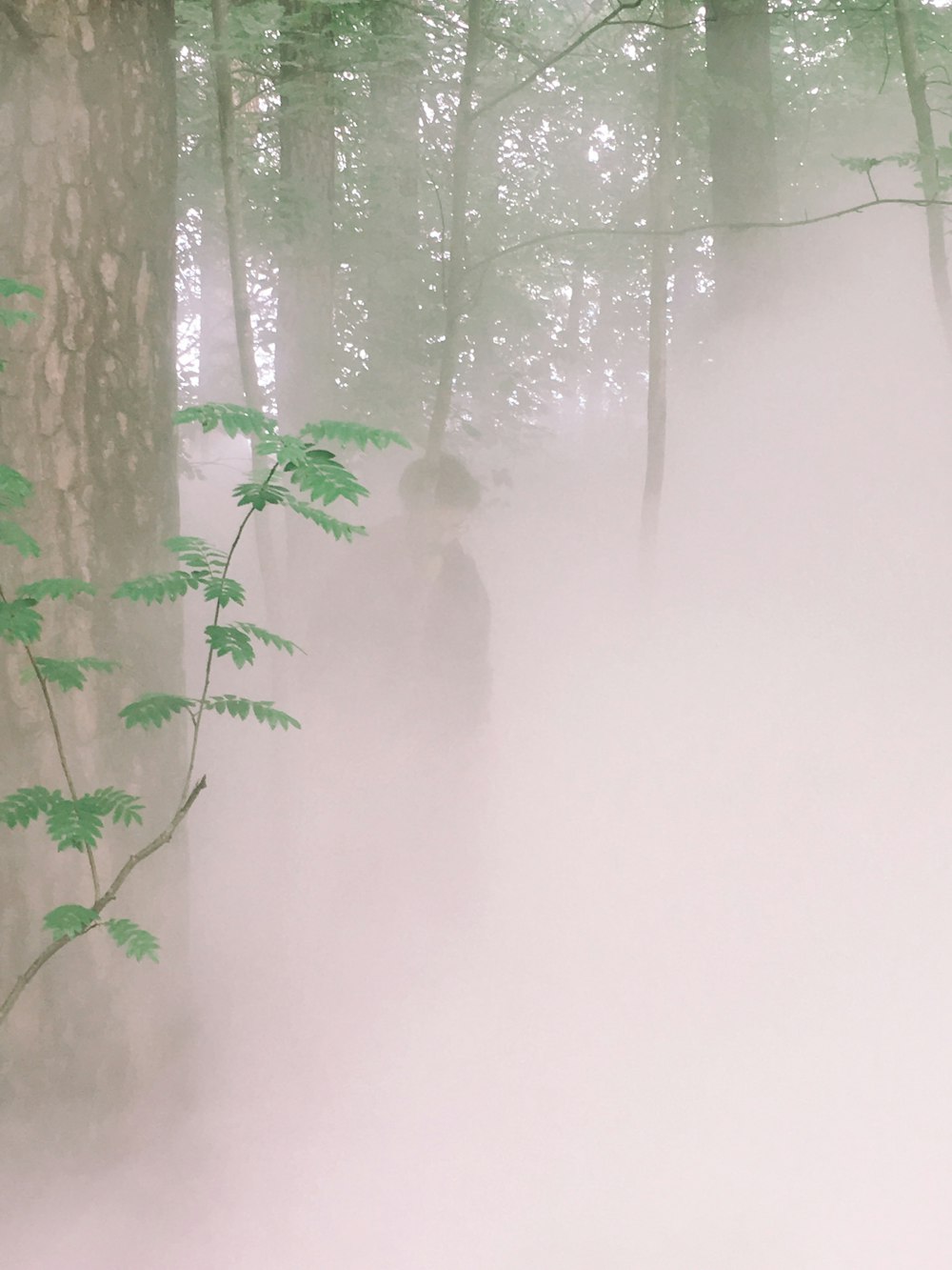 green trees covered with fog