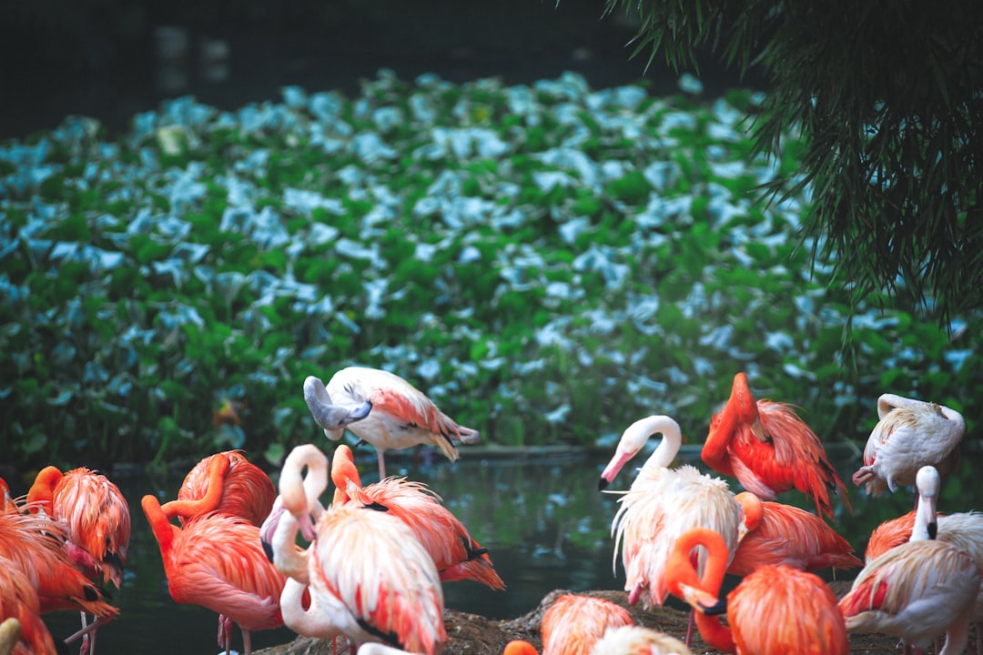 flock of flamingos on green grass field during daytime