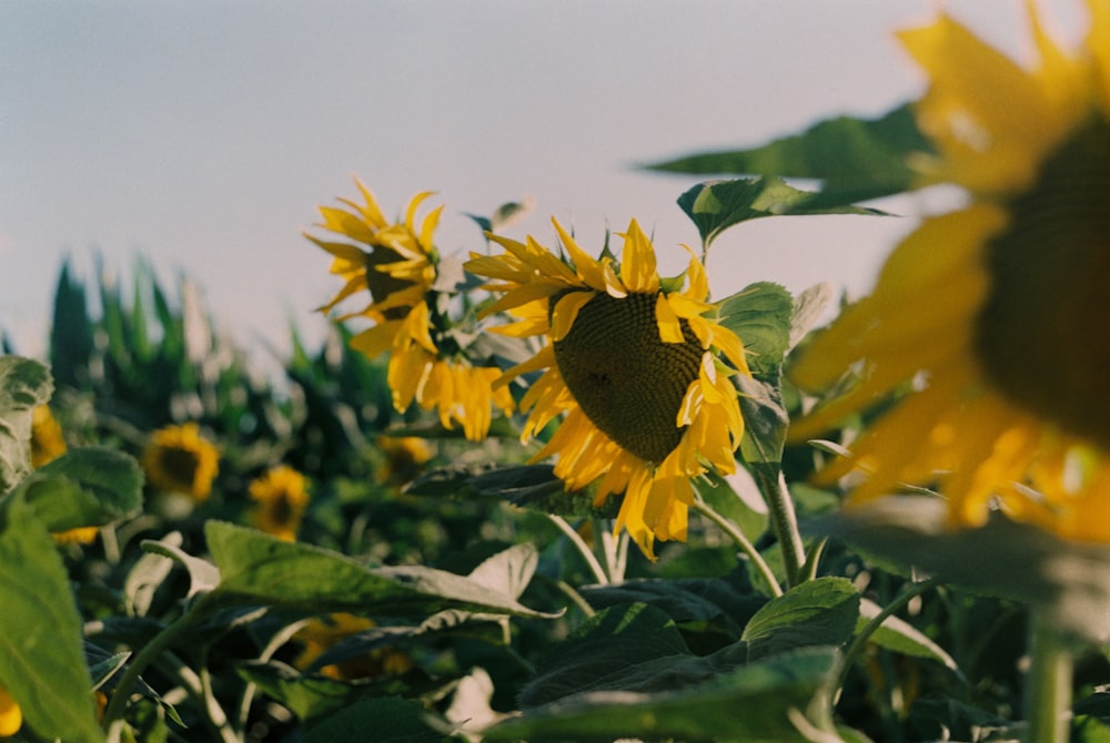 girasole giallo in fiore durante il giorno