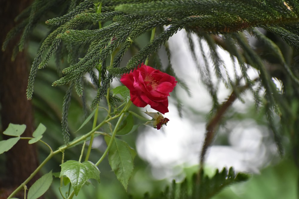 rosa rossa in foglie verdi