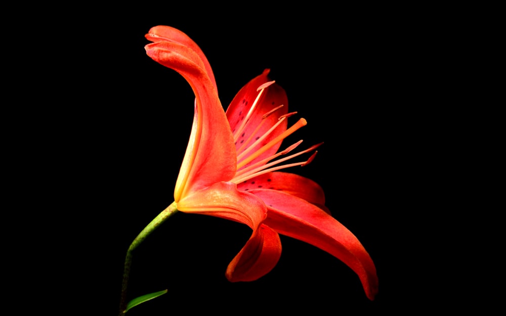 orange and yellow flower in black background