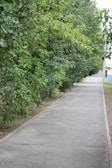 A clean, sturdy sidewalk winding through a neighborhood lined with trees.