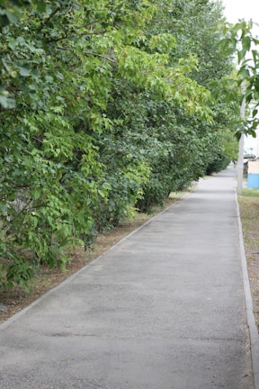 A clean, sturdy sidewalk winding through a neighborhood lined with trees.